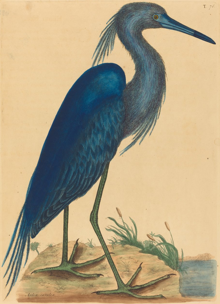 Blue Heron Ardea coerulea, opublikowana w latach 1731-1743. autorstwa Mark Catesby