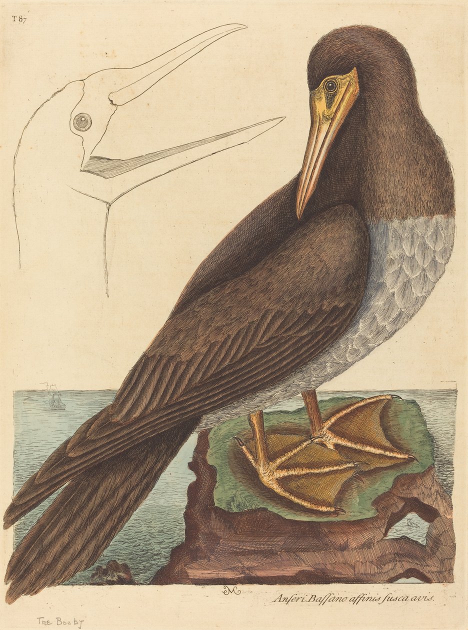 Głuptak (Pelecanus Sula) autorstwa Mark Catesby