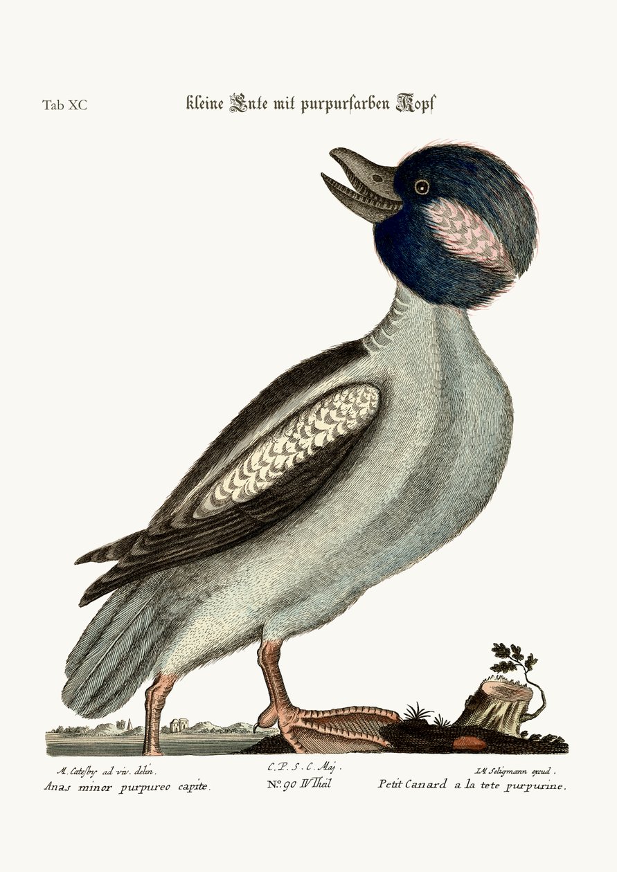 Głowa kaczki Buffela, 1749-73 autorstwa Mark Catesby