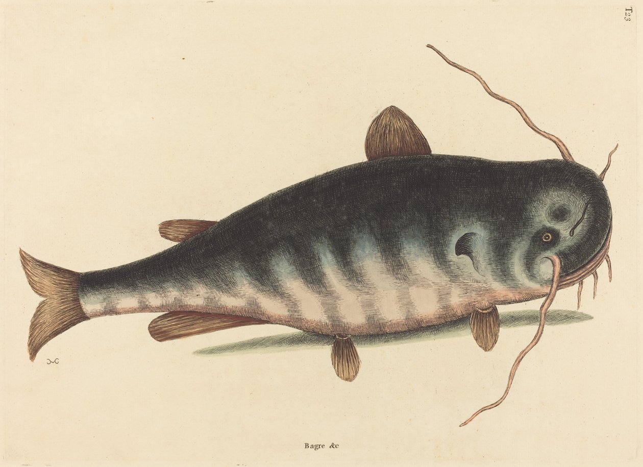 Sum (kaktus sumowy) autorstwa Mark Catesby