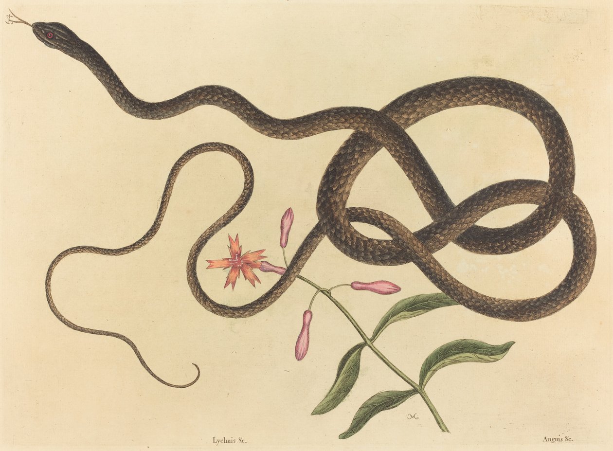 Wąż trener-whip (wiść Coluber) autorstwa Mark Catesby