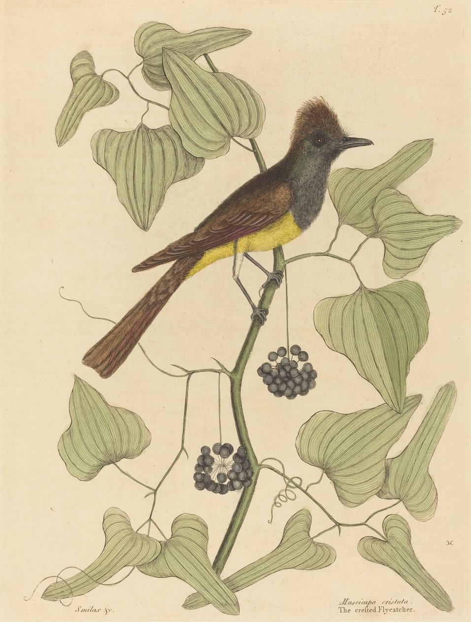 Muchołówka czubata (Muscicapa cristata) autorstwa Mark Catesby