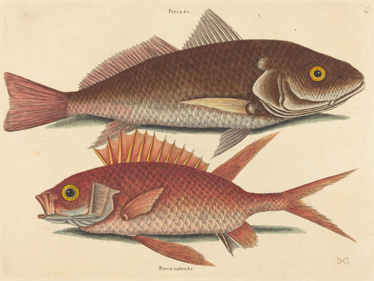 Croker Perca undulata, opublikowany w latach 1731-1743. autorstwa Mark Catesby