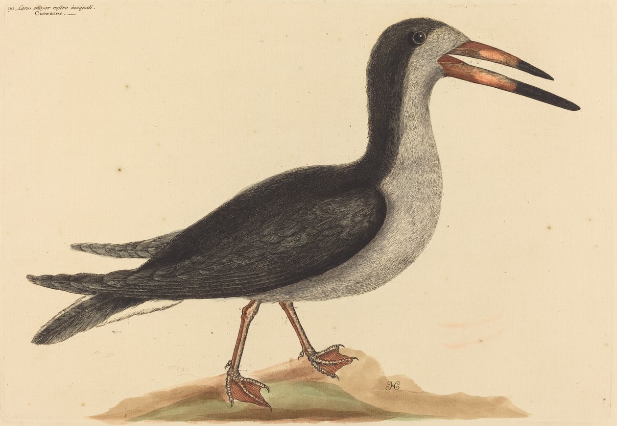 Cutwater (Rhynchops nigra) autorstwa Mark Catesby