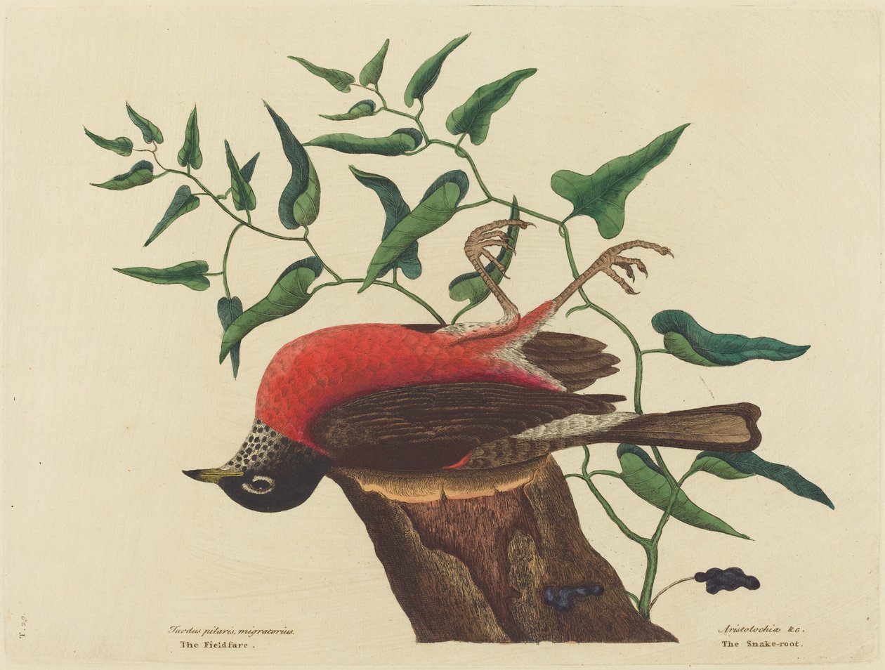 Kwiczoł Karoliny (Turdus migratorius) autorstwa Mark Catesby
