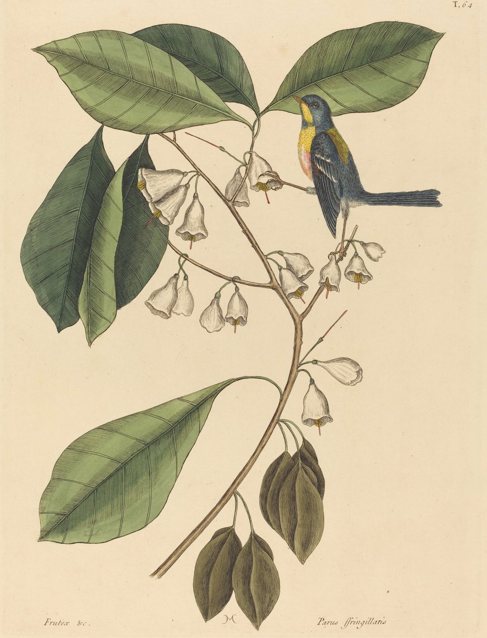 Pełzacz Finch Parus americanus, opublikowany w latach 1731-1743. autorstwa Mark Catesby