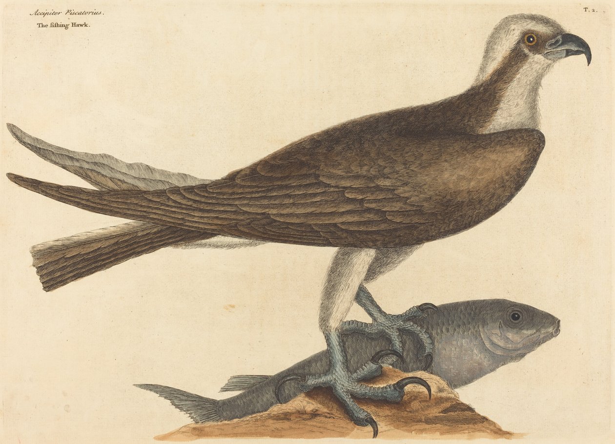 The Fishing Hawk Falco haliaetus, opublikowany 1754. autorstwa Mark Catesby