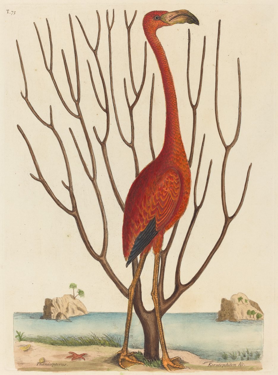 Flamingo Phoenicopterus ruber, opublikowany w latach 1731-1743. autorstwa Mark Catesby