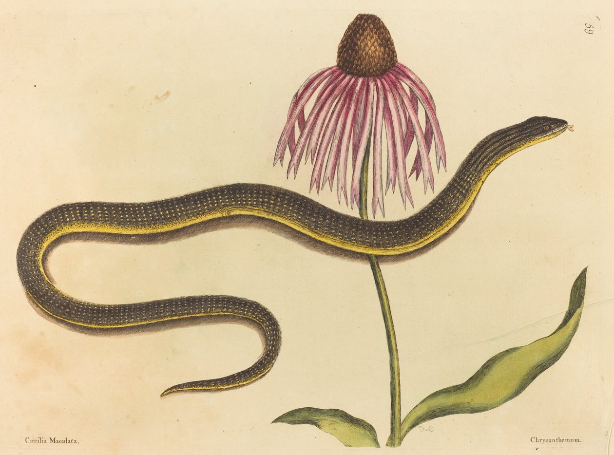 Szklany wąż (Anguis ventralis) autorstwa Mark Catesby