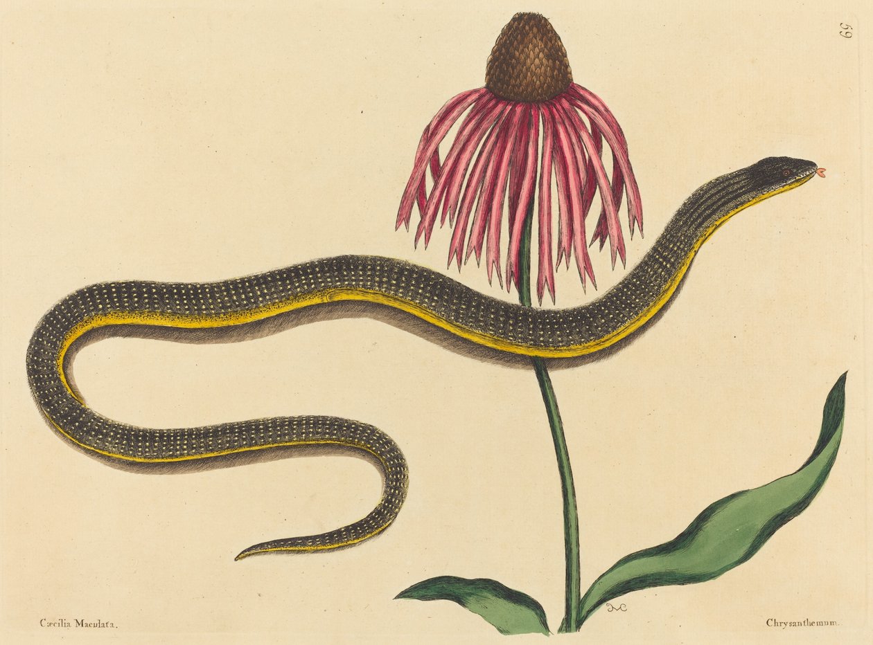 Szklany wąż Anguis ventralis, opublikowany w latach 1731-1743. autorstwa Mark Catesby