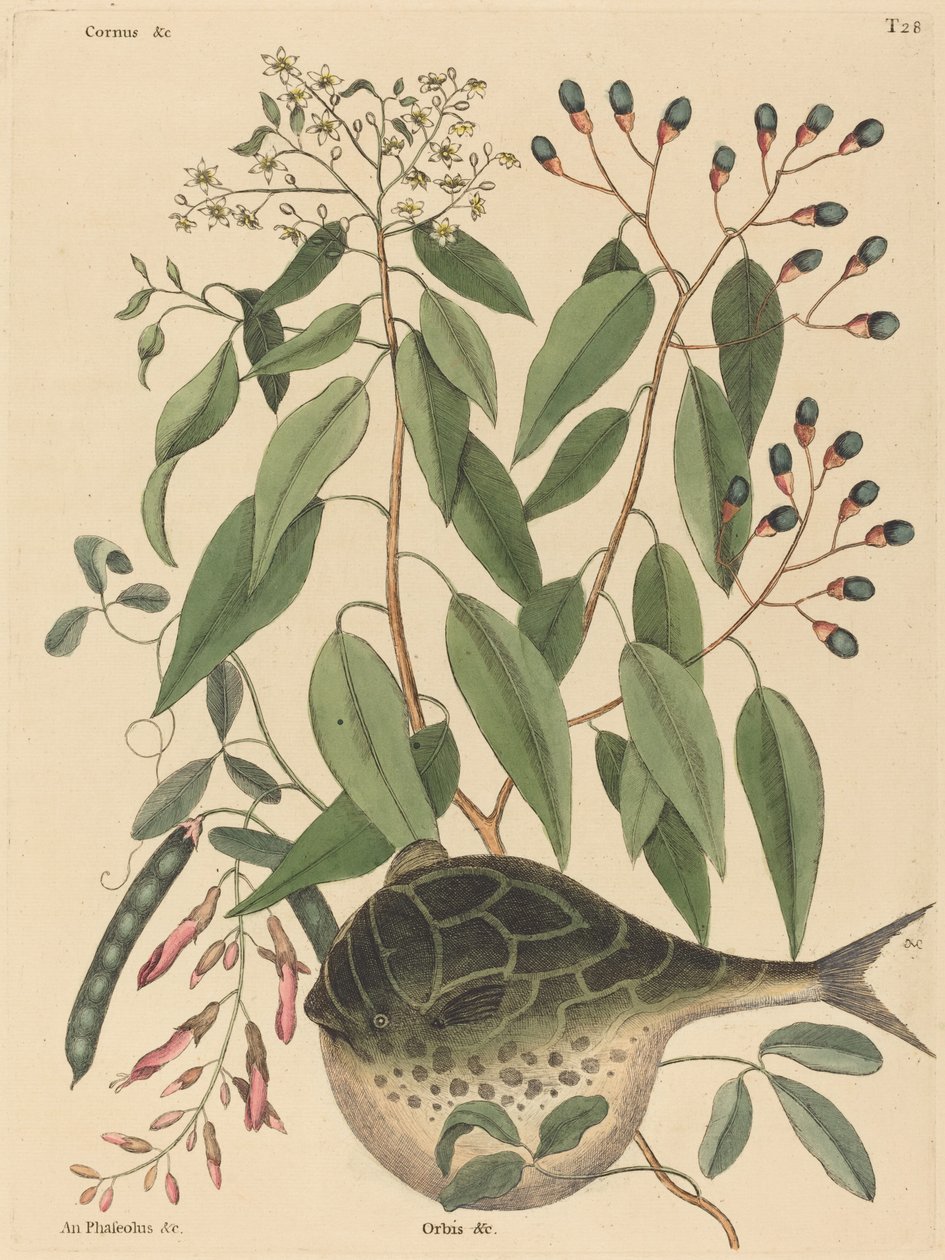 The Globe Fish Tetrodon lagocephalus, opublikowany w latach 1731-1743. autorstwa Mark Catesby