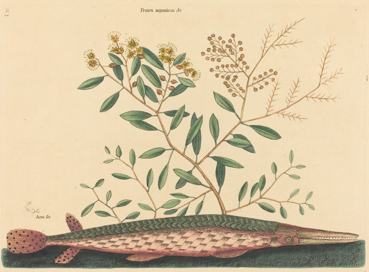 Zielona ryba Garb (Esox osseus) autorstwa Mark Catesby