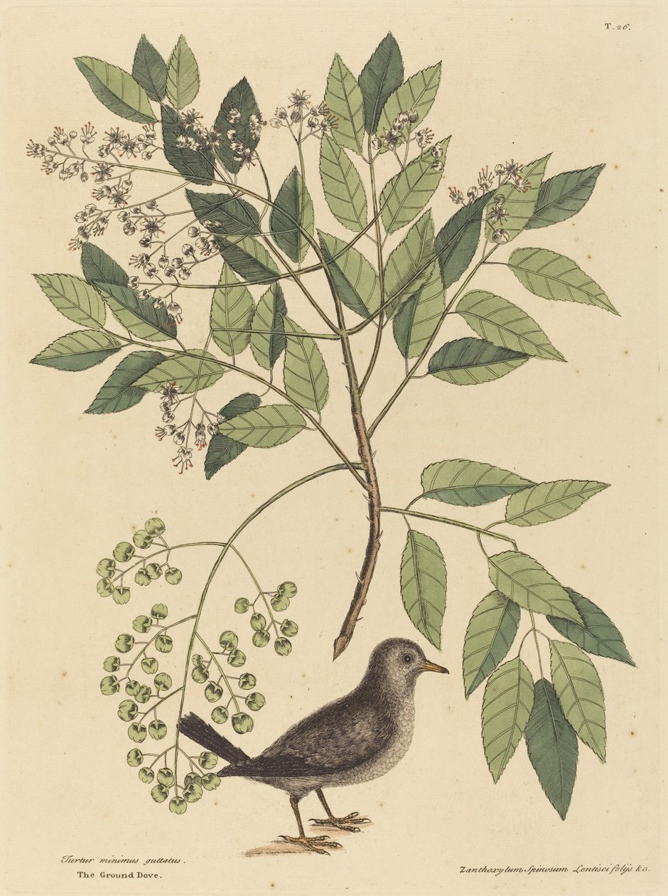 Gołąb mielony (Columba passerina) autorstwa Mark Catesby