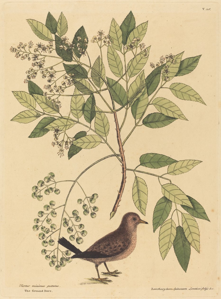 The Ground Dove Columba passerina, wydana w latach 1731-1743. autorstwa Mark Catesby
