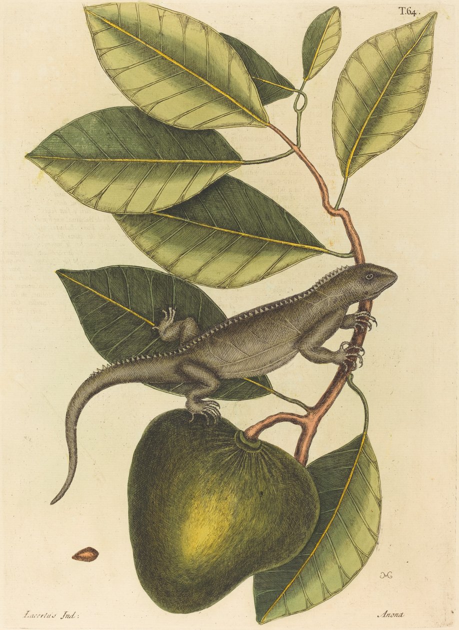Guana (Iguana Jaszczurka) autorstwa Mark Catesby