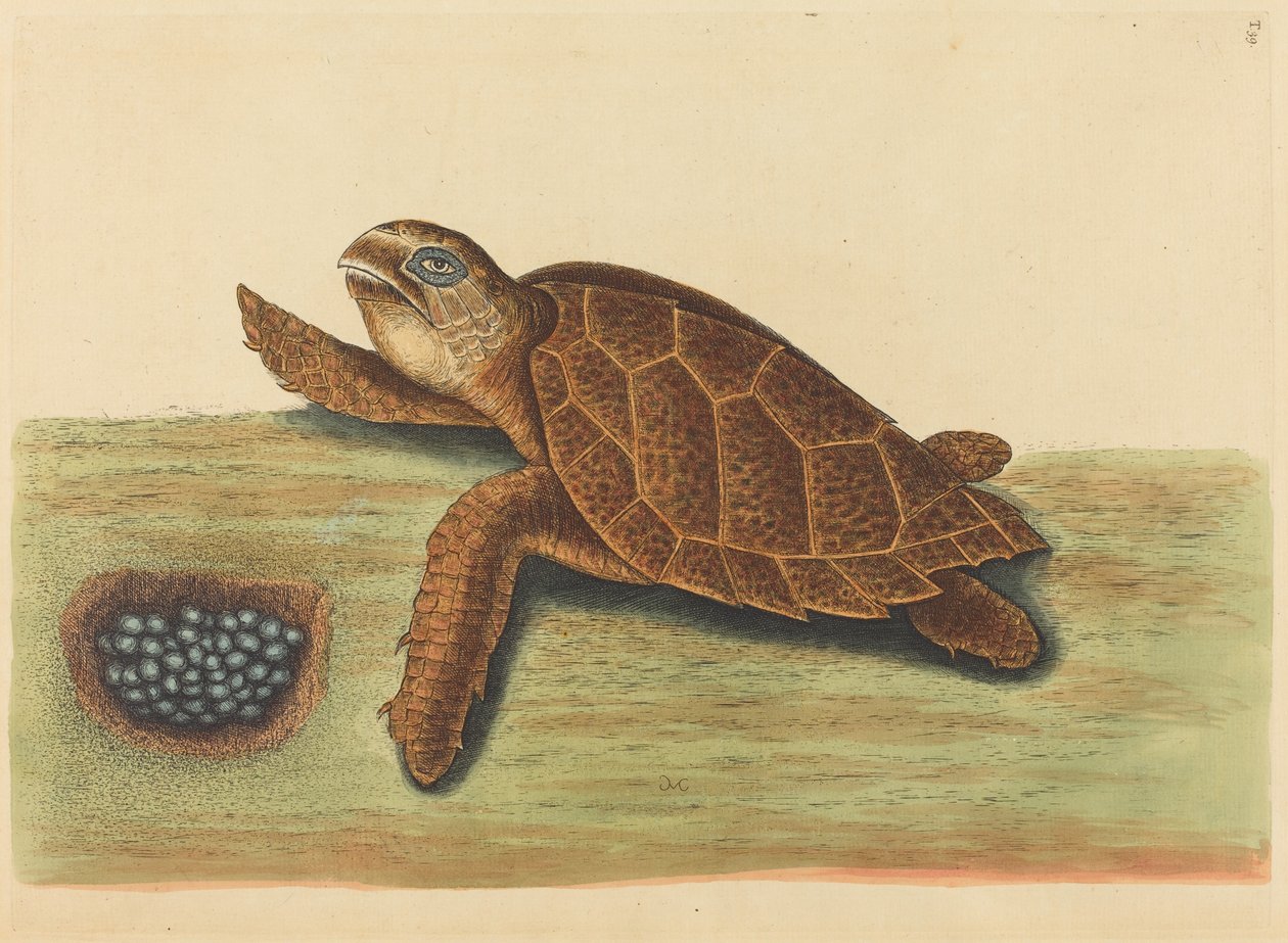 The Hawks-bill Turtle Testudo caretta, opublikowane w latach 1731-1743. autorstwa Mark Catesby