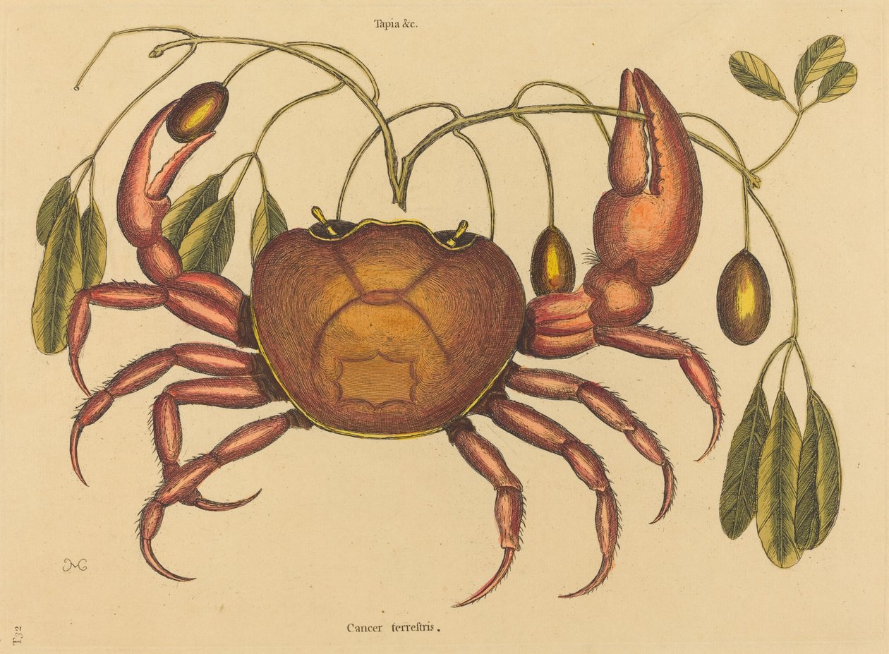 The Land-crab Cancer ruricola, opublikowany w latach 1731-1743. autorstwa Mark Catesby