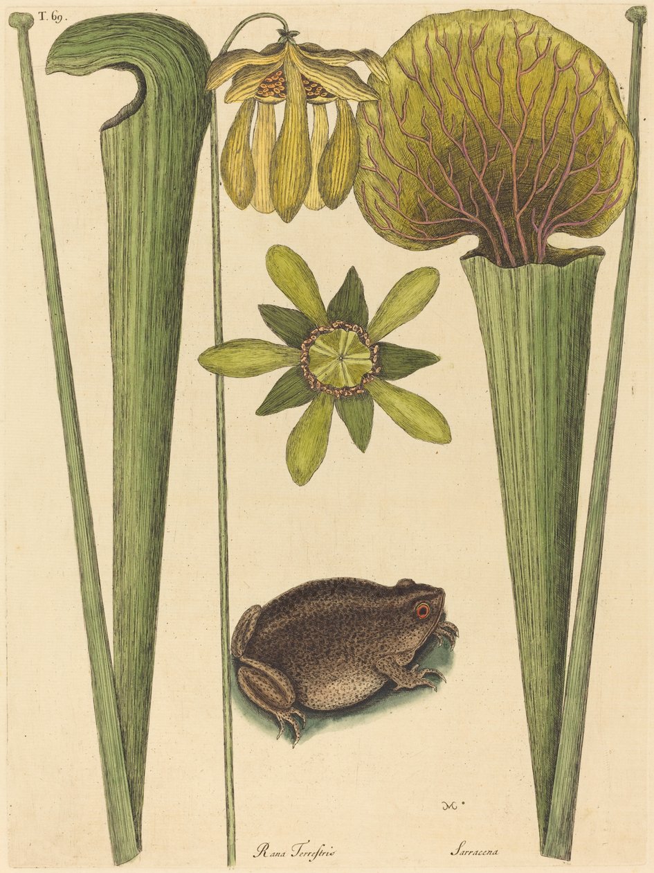 Żaba Lądowa (Rana) autorstwa Mark Catesby