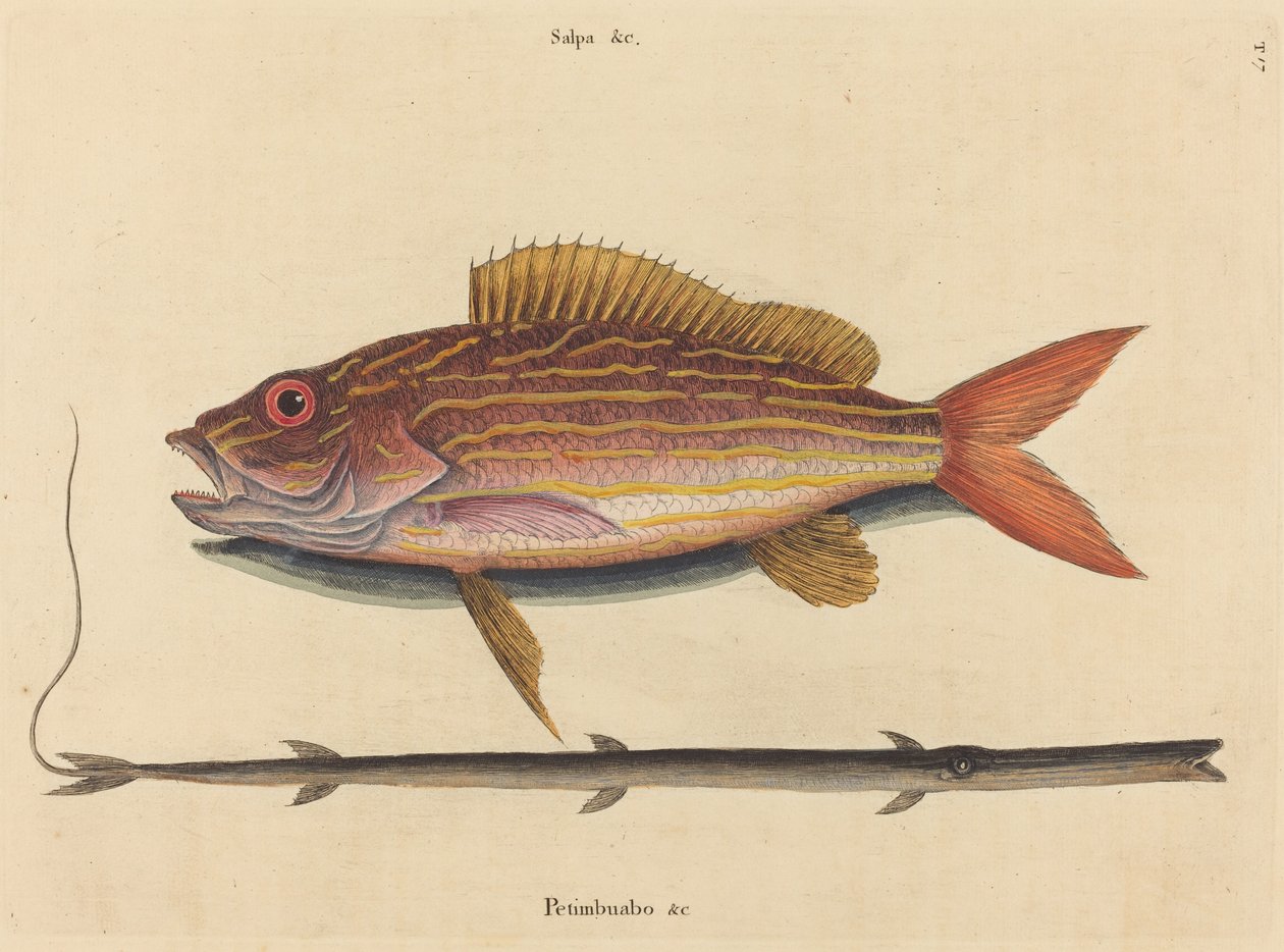 Snapper (Sparus synagris) autorstwa Mark Catesby