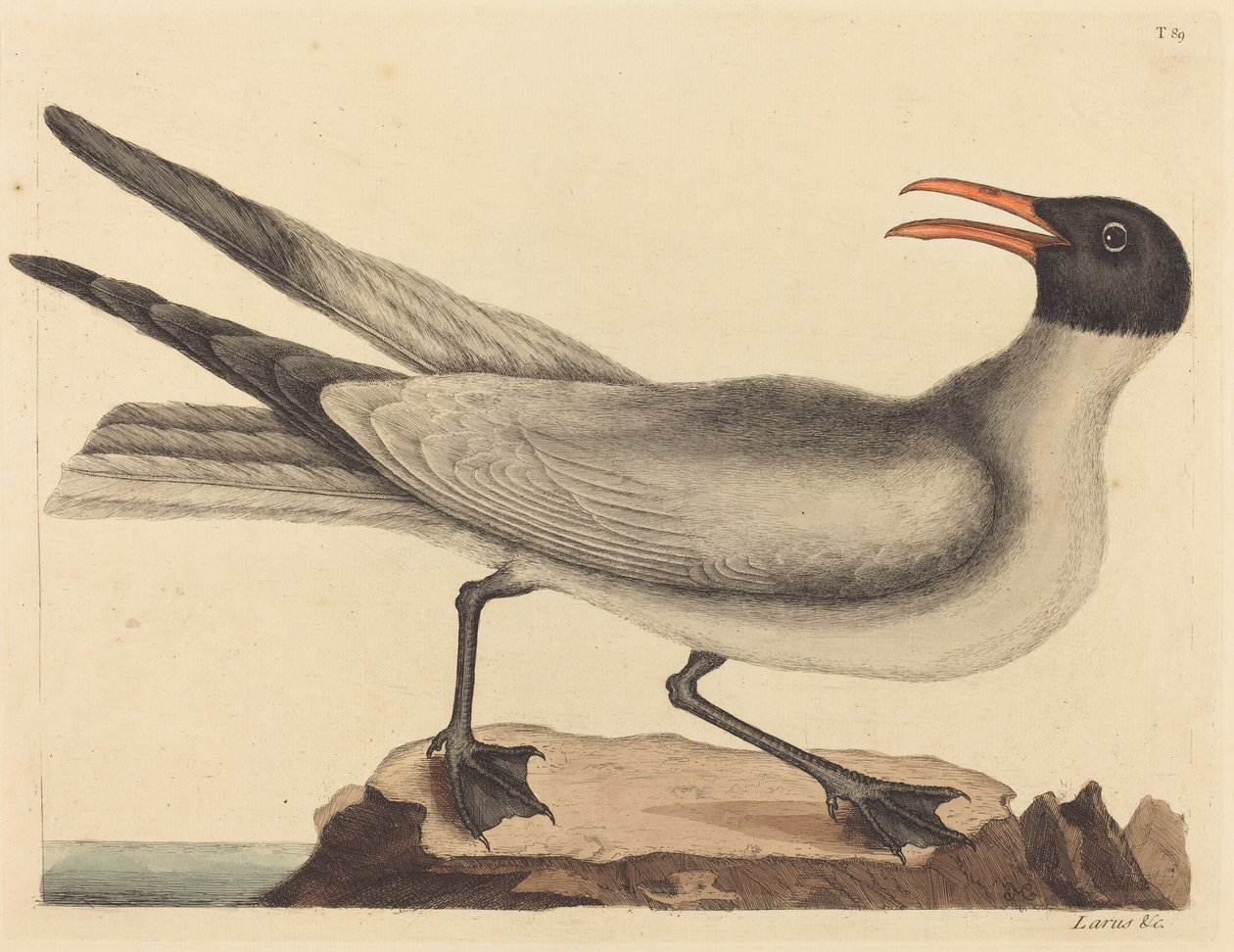 The Laughing Gull (Larus articilla)   1249695   pl       polish Successfully Translated  Original: Harold Klak and his Family are Baptized in Mainz Translat: Harold Klak and his Family are Baptized in Mainz 1267778 pl polish Successfully Translated Origina autorstwa Mark Catesby