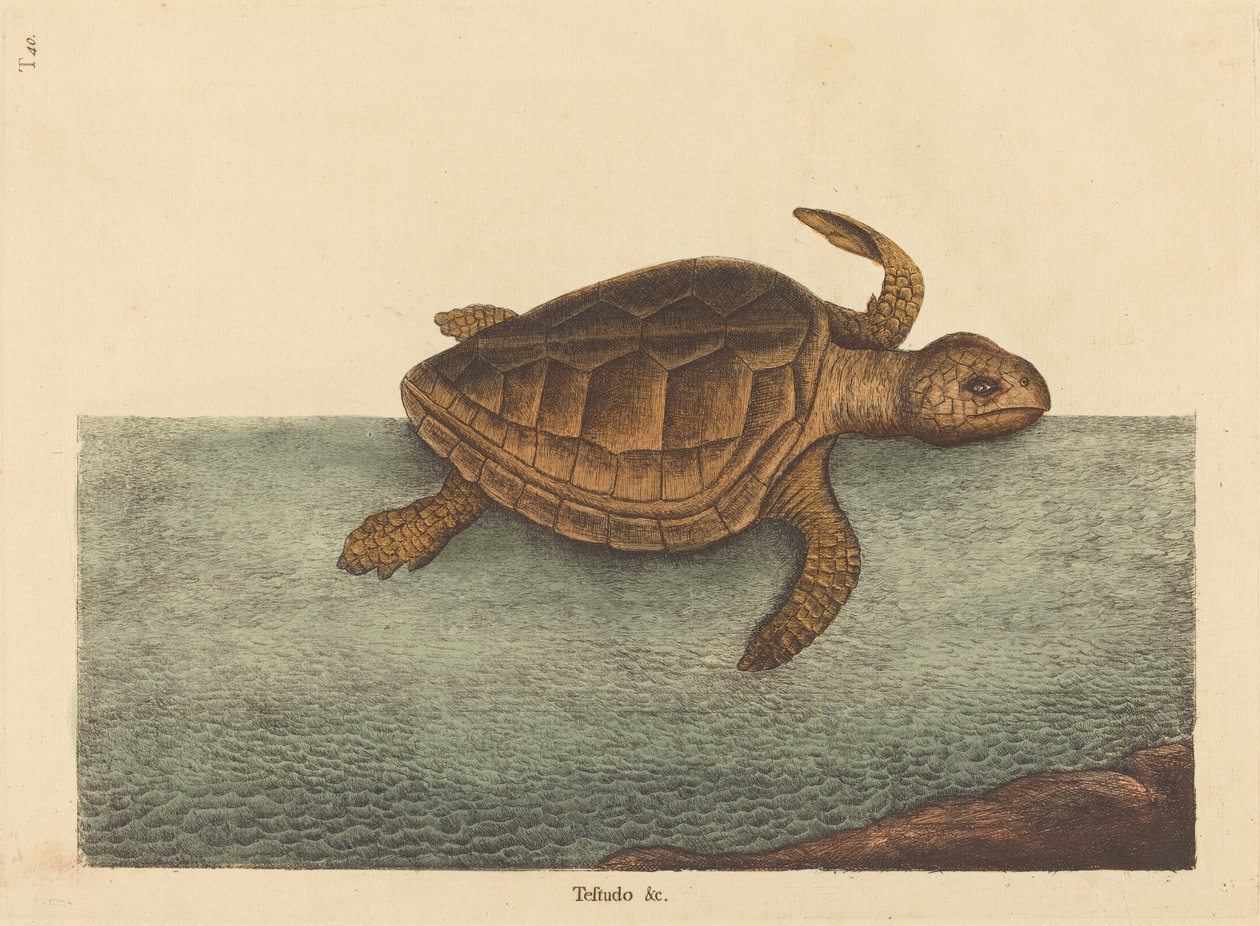 The Logger-head Turtle Testudo Cavanna, opublikowane w latach 1731-1743. autorstwa Mark Catesby