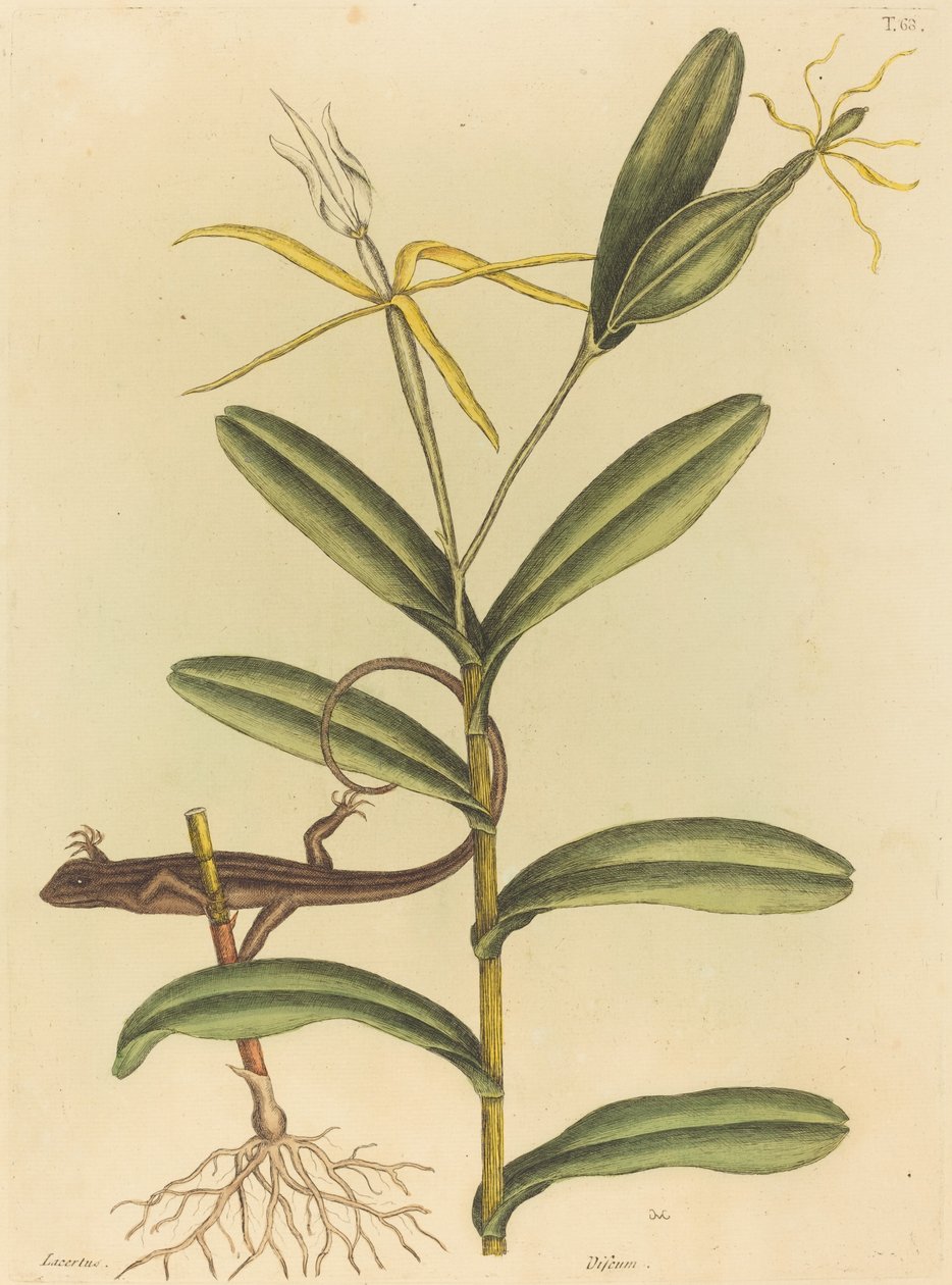 Jaszczurka Lyon (Lacerta 6-lineata) autorstwa Mark Catesby