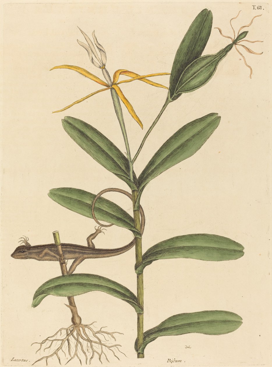 Lyon Lizard Lacerta 6-lineata, opublikowana w latach 1731-1743. autorstwa Mark Catesby