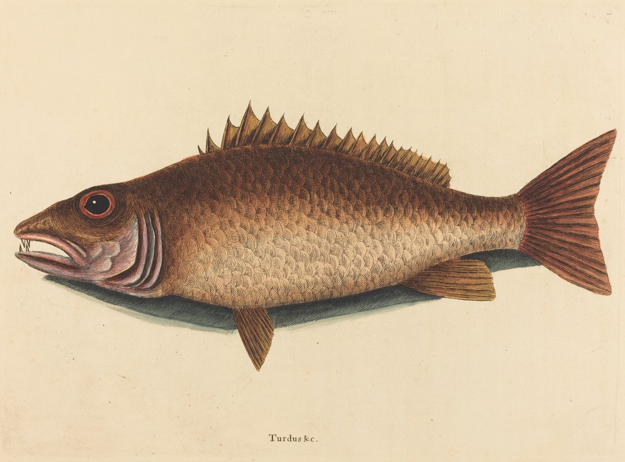 Lucjan mangrowy (Labrus griseus) autorstwa Mark Catesby