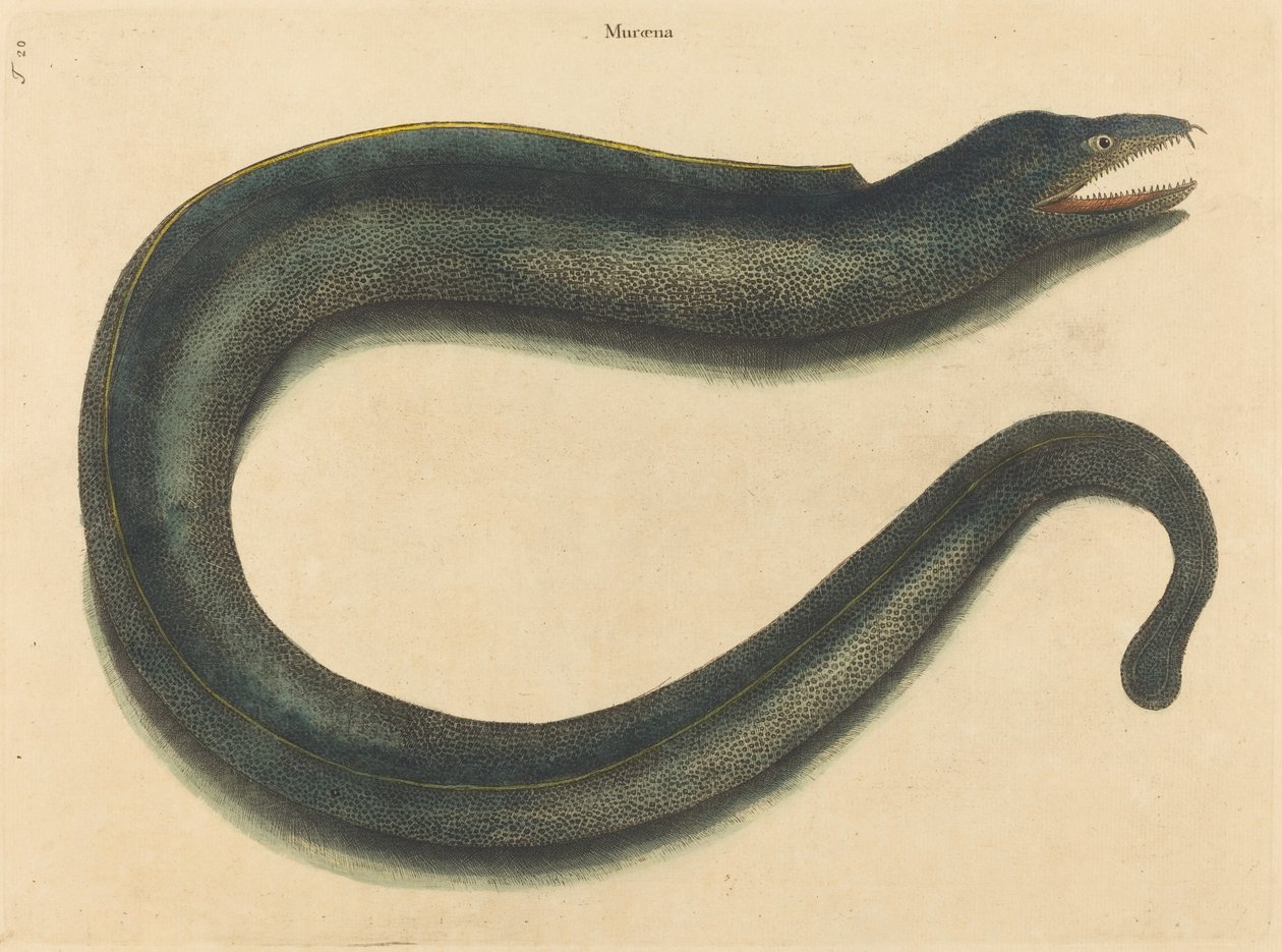 Murray (Muraina Helena) autorstwa Mark Catesby