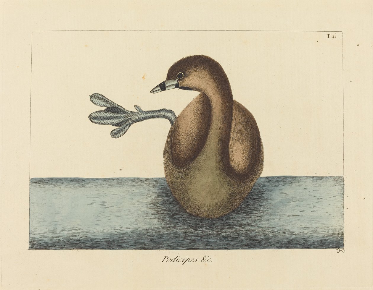 Dobchick srokaty (Colymbus podiceps) autorstwa Mark Catesby