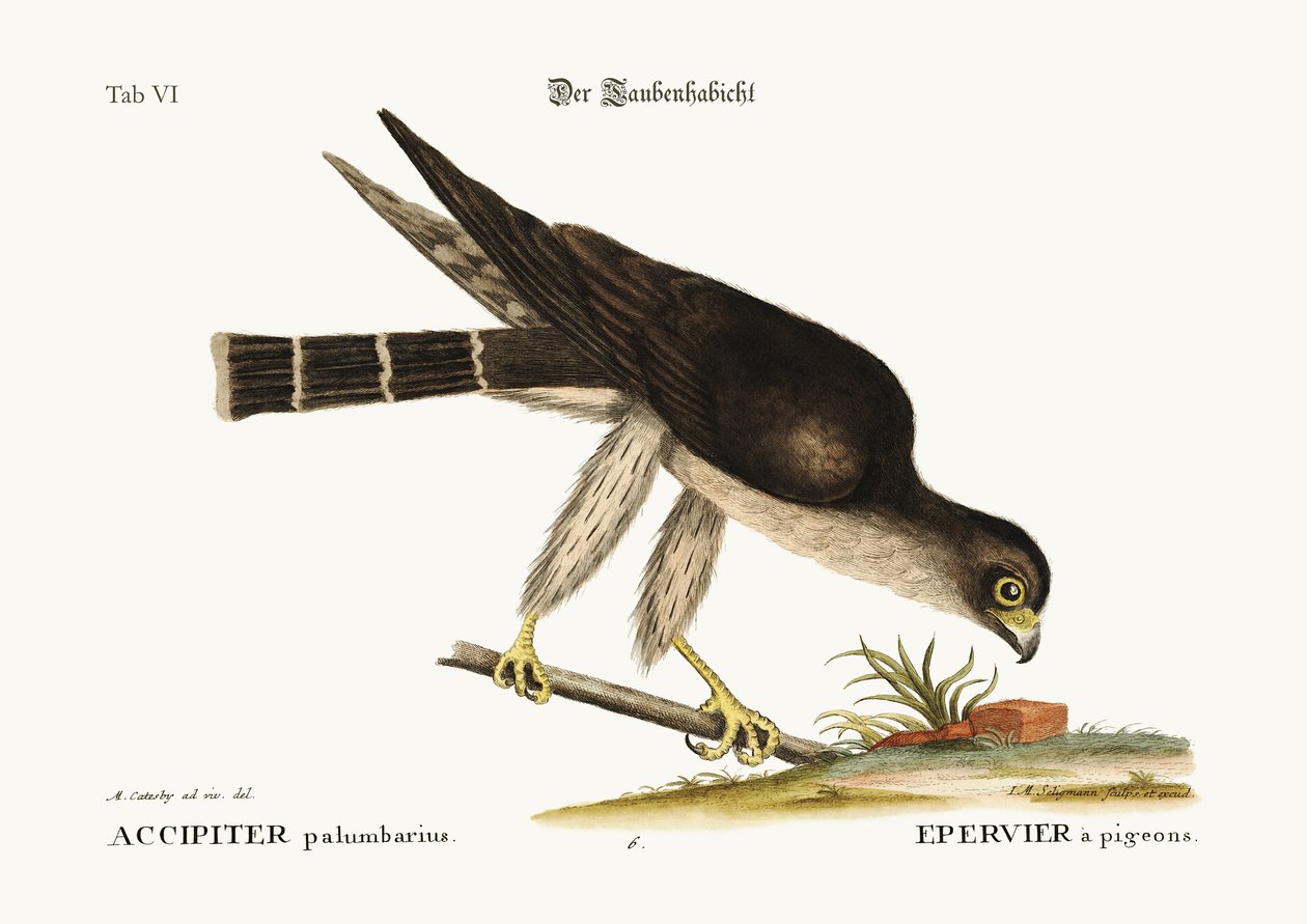 Gołębi jastrząb, 1749-73 autorstwa Mark Catesby