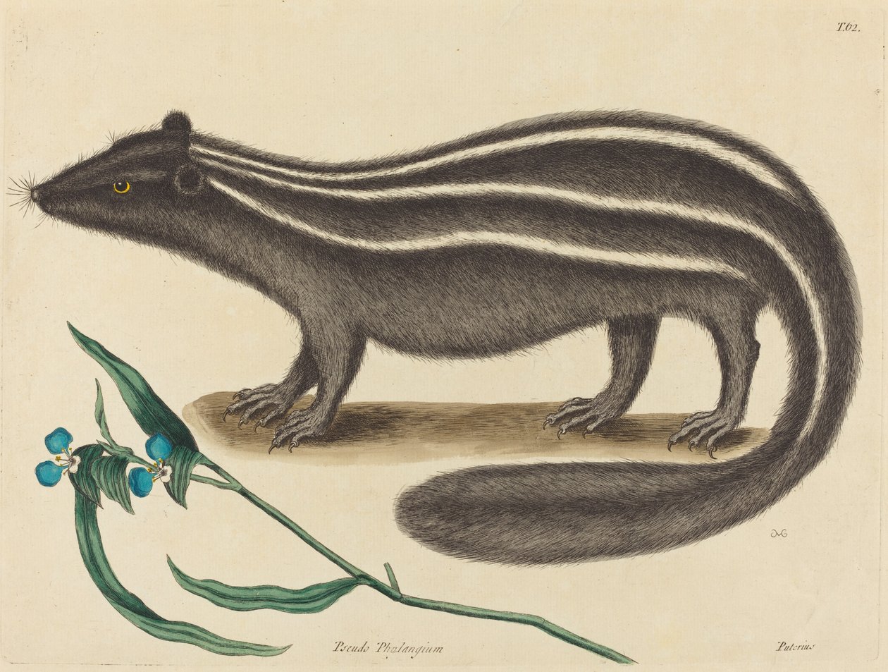 Kot Polak (Viverra putorius) autorstwa Mark Catesby