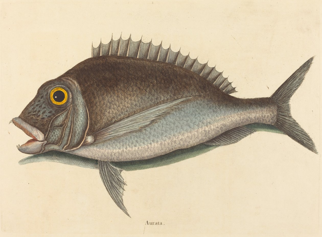 Chryzopy Porgy Sparus, opublikowane w 1754 r. autorstwa Mark Catesby