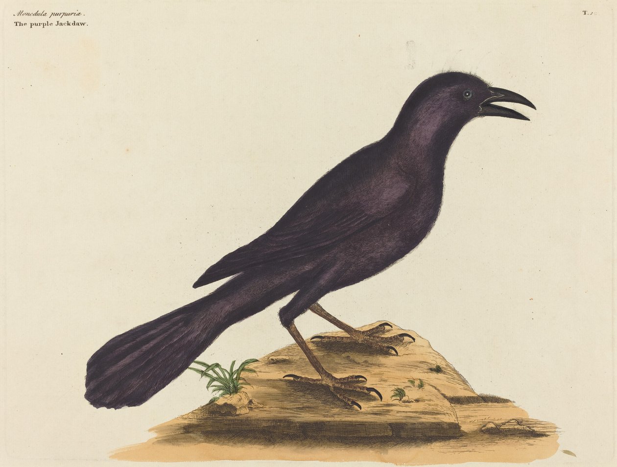 Purpurowy Jack Daw (Gracula Quiscula) autorstwa Mark Catesby