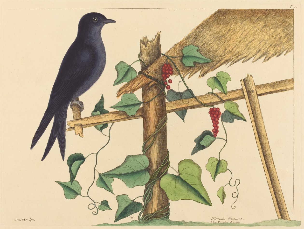 Purpurowy Martin (Fioletowy Martin) autorstwa Mark Catesby