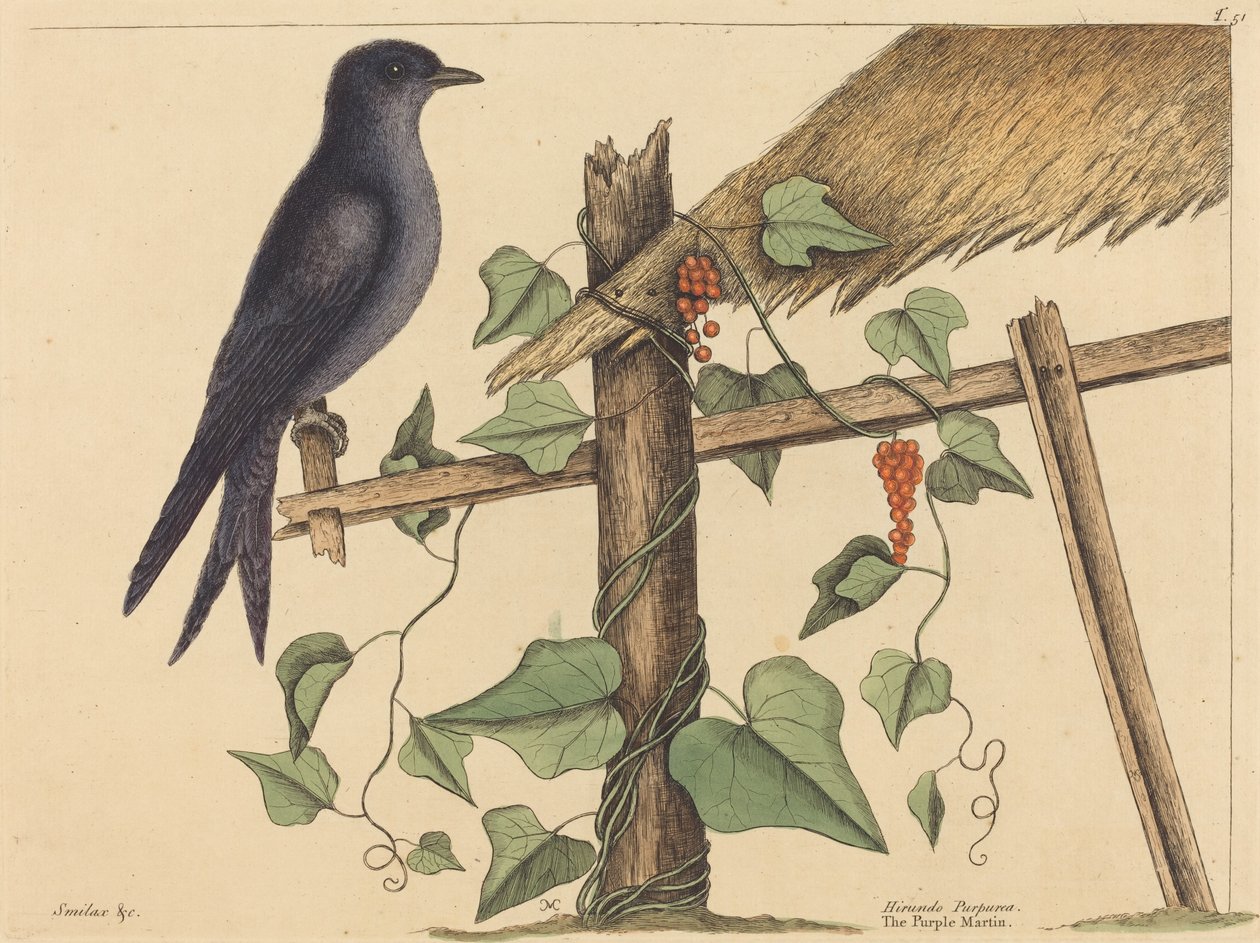Purpurowy Martin (Fioletowy Martin) autorstwa Mark Catesby