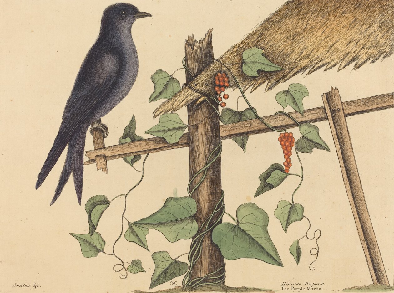 Purpurowy Martin Hirundo Purpurea, opublikowany 1731-1 autorstwa Mark Catesby