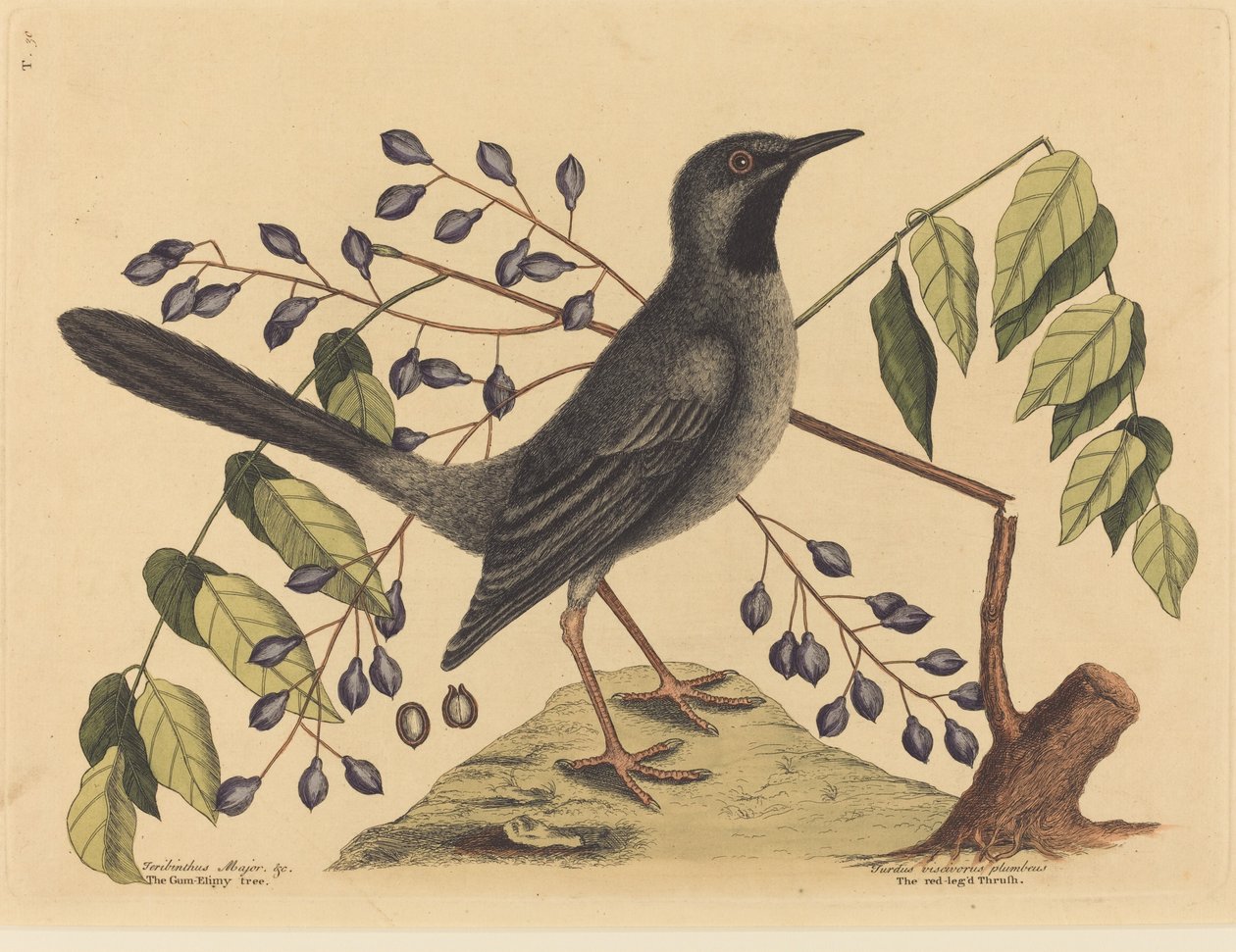 Drozd czerwononogi (Turdus plumbeus) autorstwa Mark Catesby