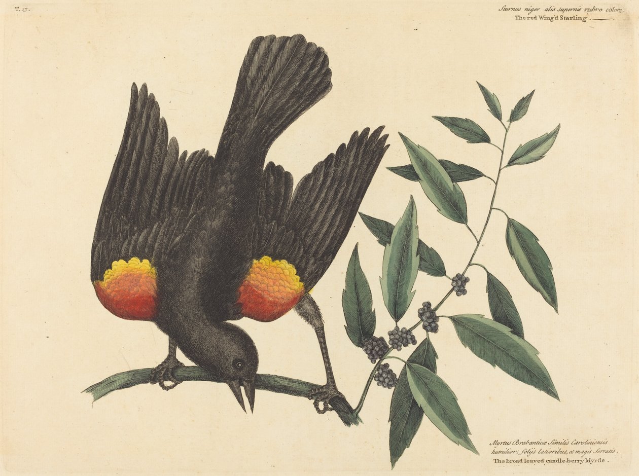 Czerwonoskrzydły szpak (Oriolus phoeniceus) autorstwa Mark Catesby