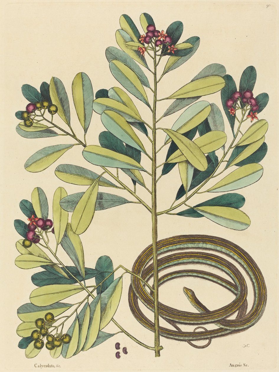 Wąż wstążkowy (Coluber saurita) autorstwa Mark Catesby