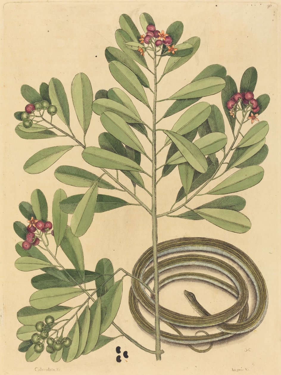 Saurita Ribbon Snake Coluber, opublikowana w latach 1731-1743. autorstwa Mark Catesby