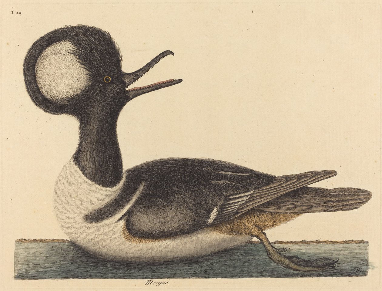 Kaczka okrągłoczuba (Mergus cucullatus) autorstwa Mark Catesby