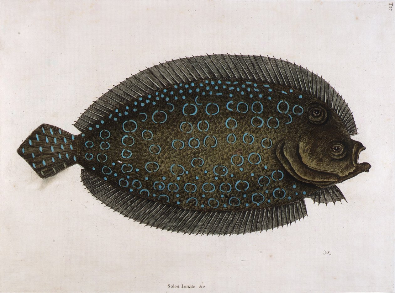 Sole (Solea lunata  c) autorstwa Mark Catesby