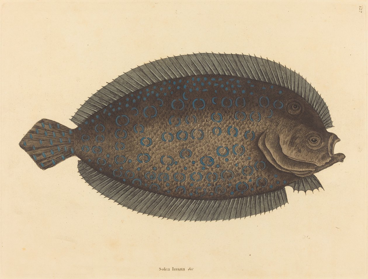 Sole Pleuronectes lunatus, opublikowana w latach 1731-1743. autorstwa Mark Catesby