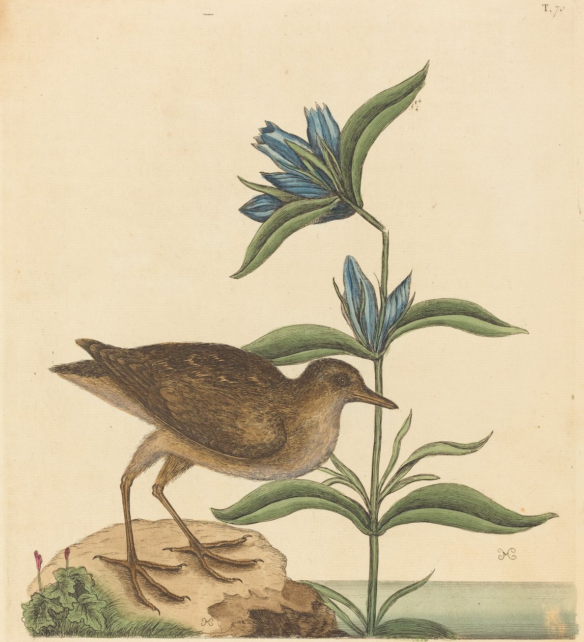 Soree Rallus Virginianus, opublikowana w latach 1731-1743. autorstwa Mark Catesby