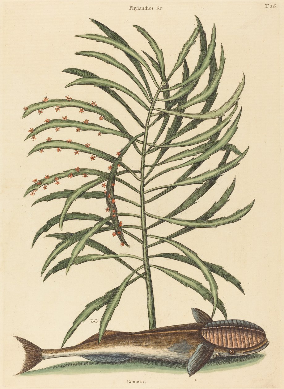 Ssaca ryba Echeneis naucratis, opublikowana w latach 1731-1743. autorstwa Mark Catesby
