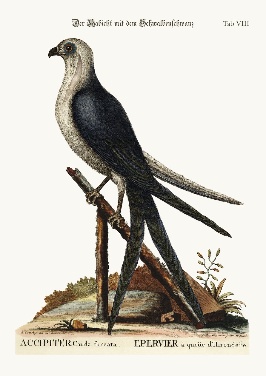 Jastrząb jaskółczy ogon, 1749-73 autorstwa Mark Catesby