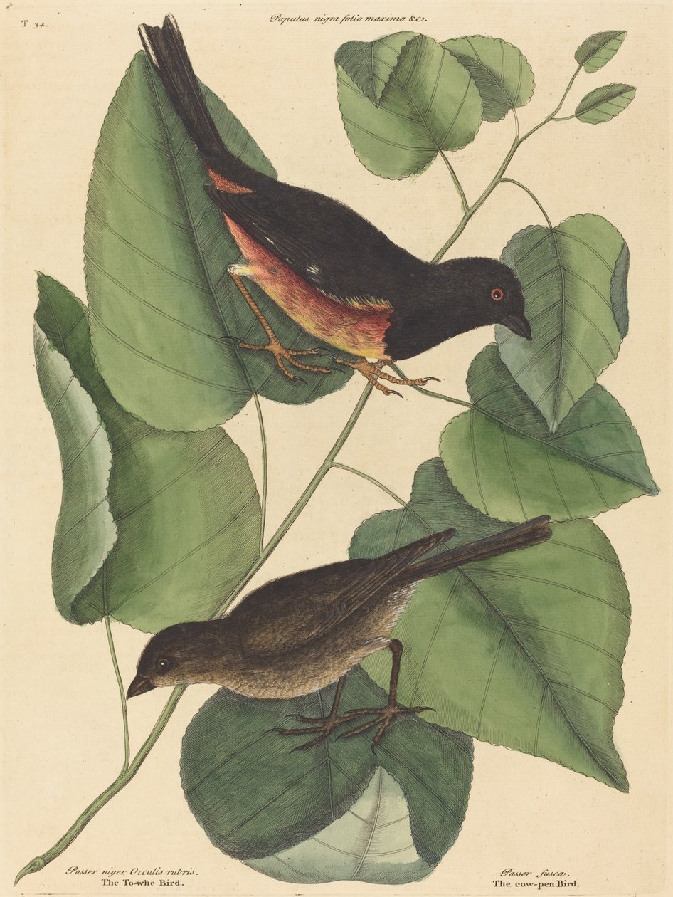 Ptak Towhe (Fringilla erythrophthalma) autorstwa Mark Catesby