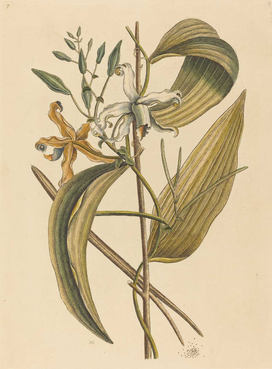 Vanelloe Epidendrum Vanilla, opublikowane w latach 1731-1743. autorstwa Mark Catesby
