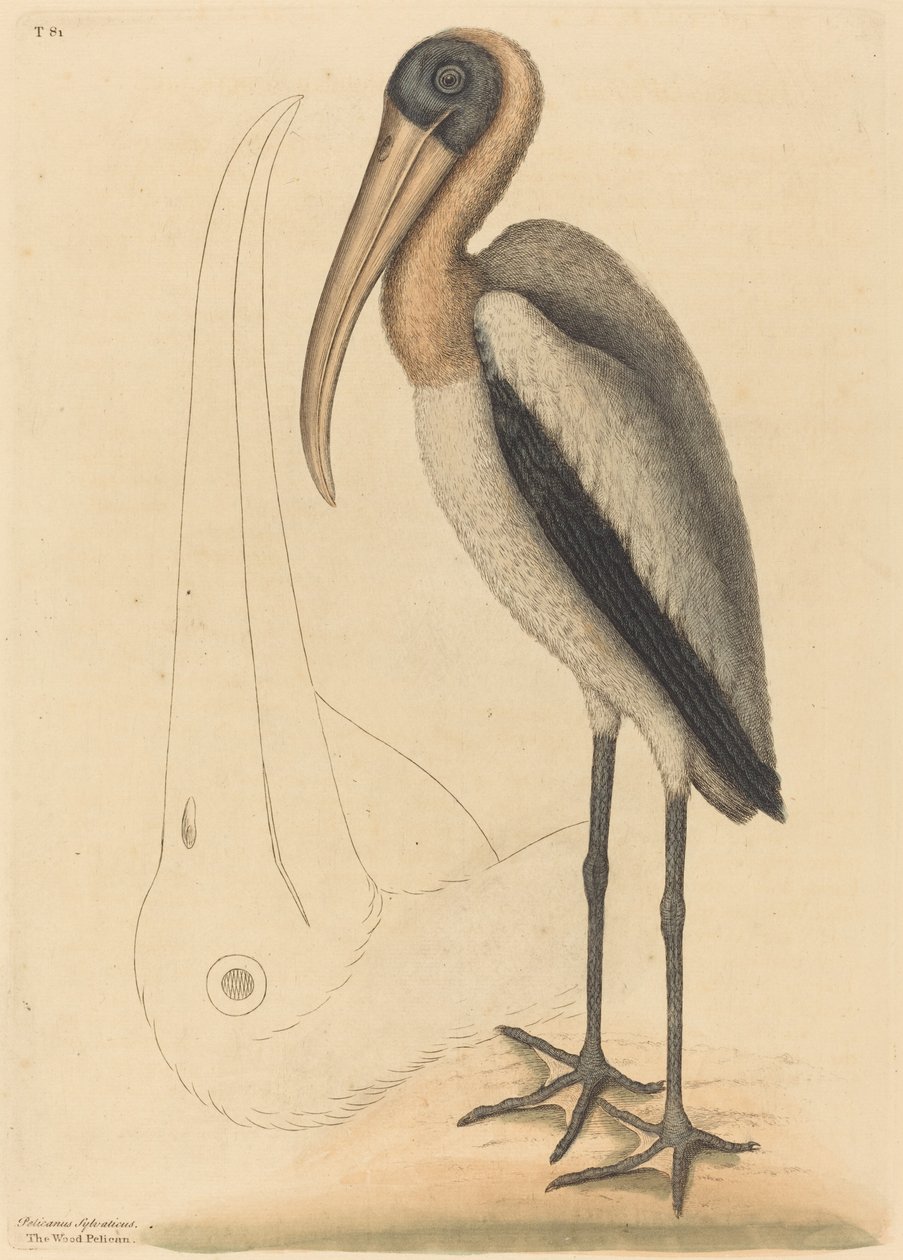 Pelikan drzewny (Tantalus Loculator) autorstwa Mark Catesby